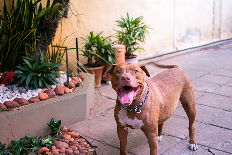 Neo-Gualk Educación canina Paraguay